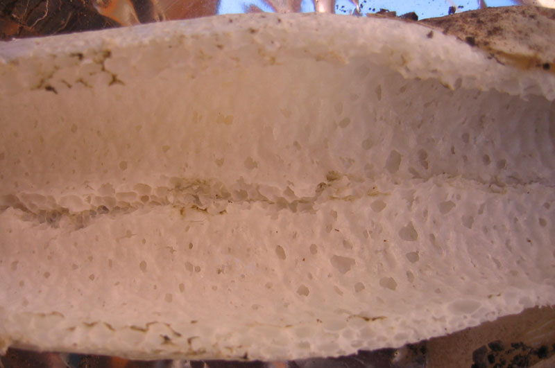 puzzolente, sotto fico - Phallus impudicus